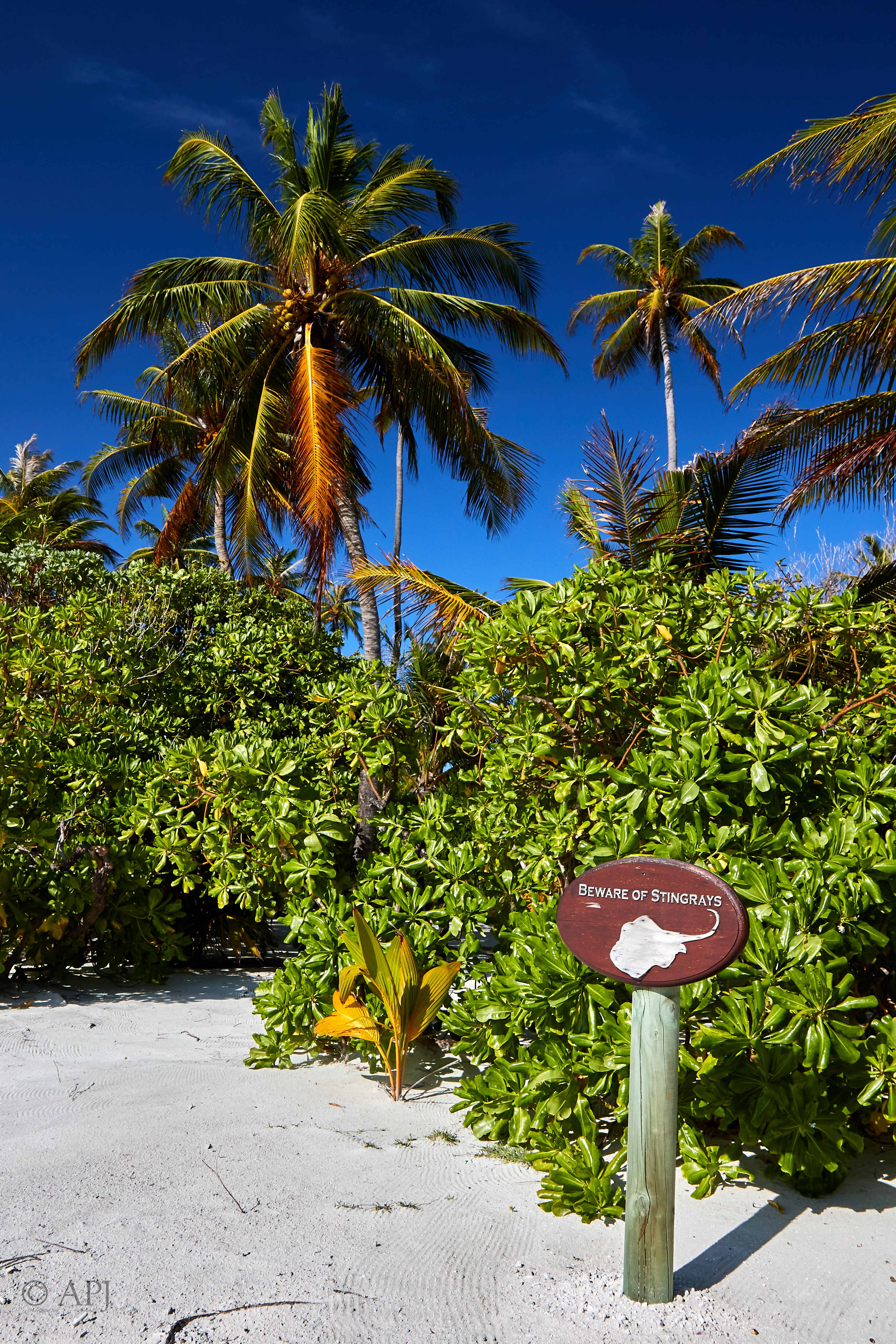 003996 21 08 17  Canon EOS 7D Mark II   Malediven2017